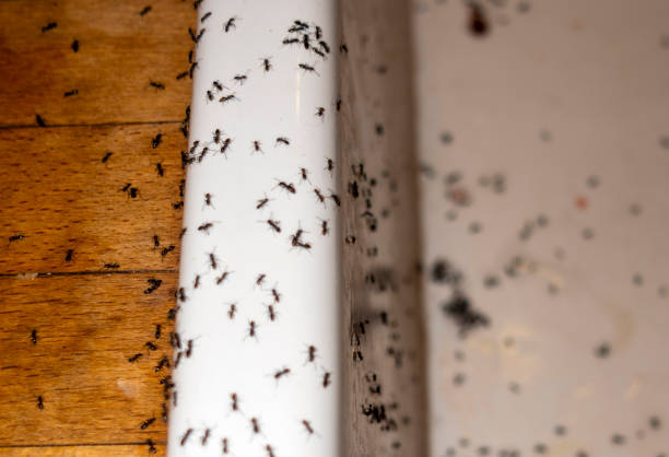 Best Rat Extermination Near Me  in St James, NC