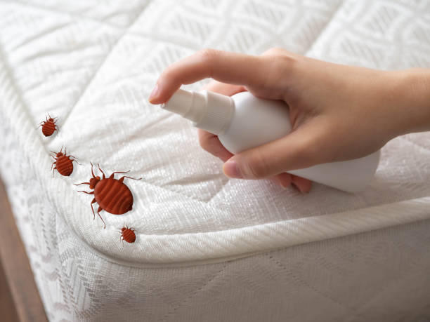Best Local Pest Control Services  in St James, NC