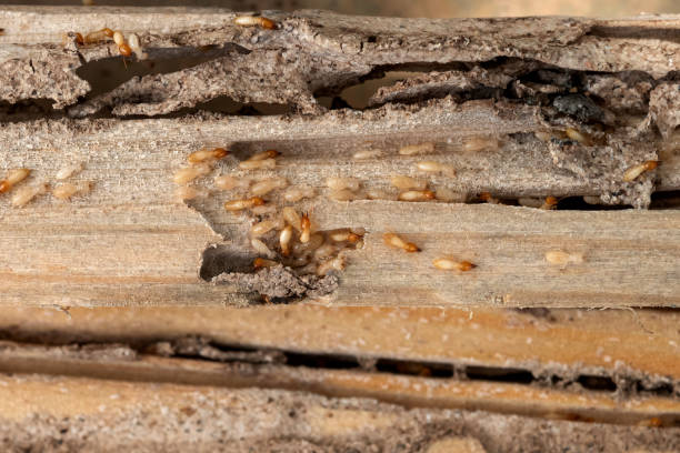 Best Affordable Pest Control Services  in St James, NC
