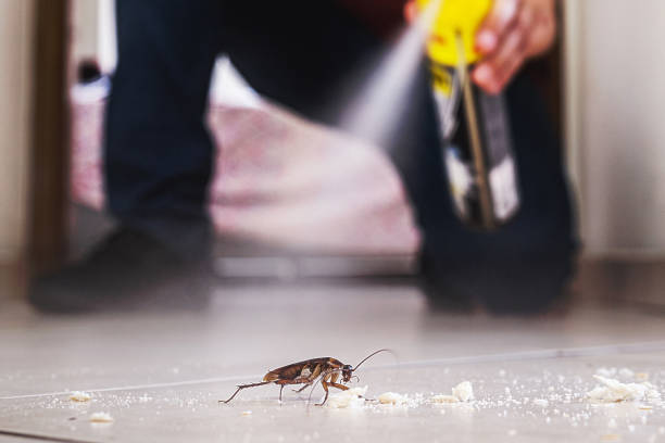 Best Wasp Removal Services  in St James, NC